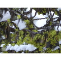 lichen 2
